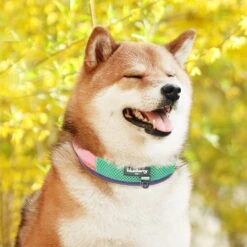 Vibrant Mesh Padded Ultra Cool Lightweight Dog Collar Set -Dog & Cat Store BBPDCLRP00447PK 2