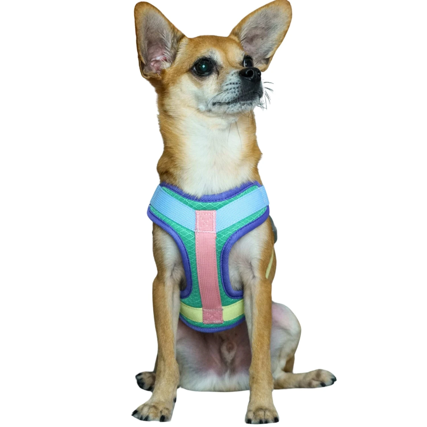 Vibrant Mesh Padded Ultra Cool Lightweight Dog Harness Vest 1 Vibrant Mesh Padded Ultra Cool Lightweight Dog Harness Vest