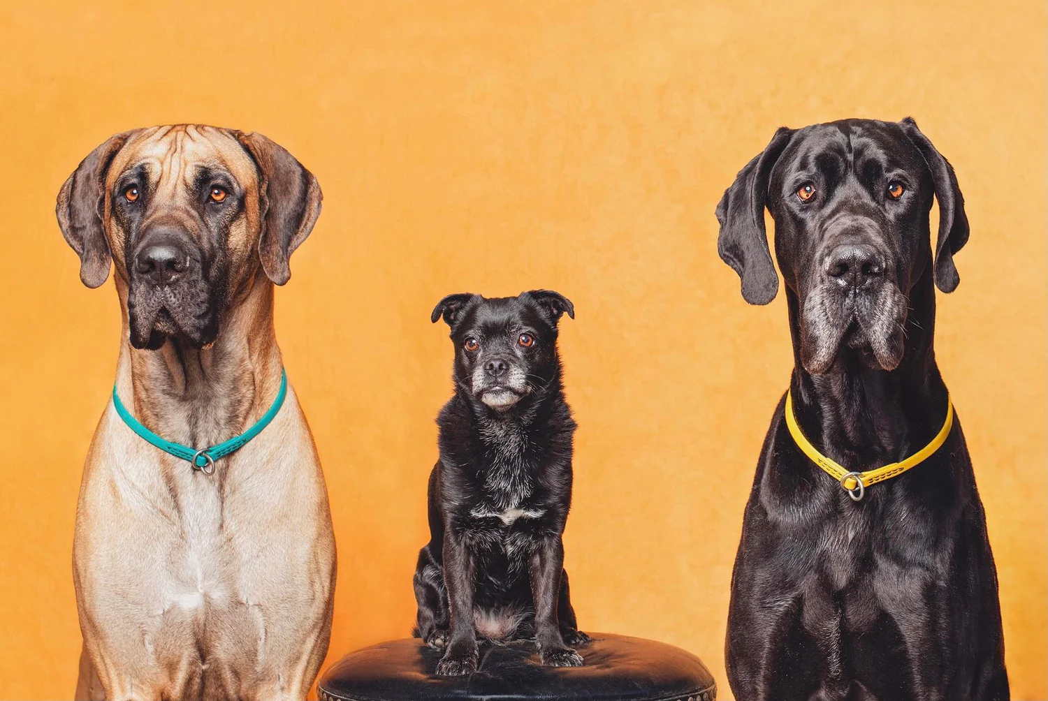 Dog & Cat Store -Dog & Cat Store Res2