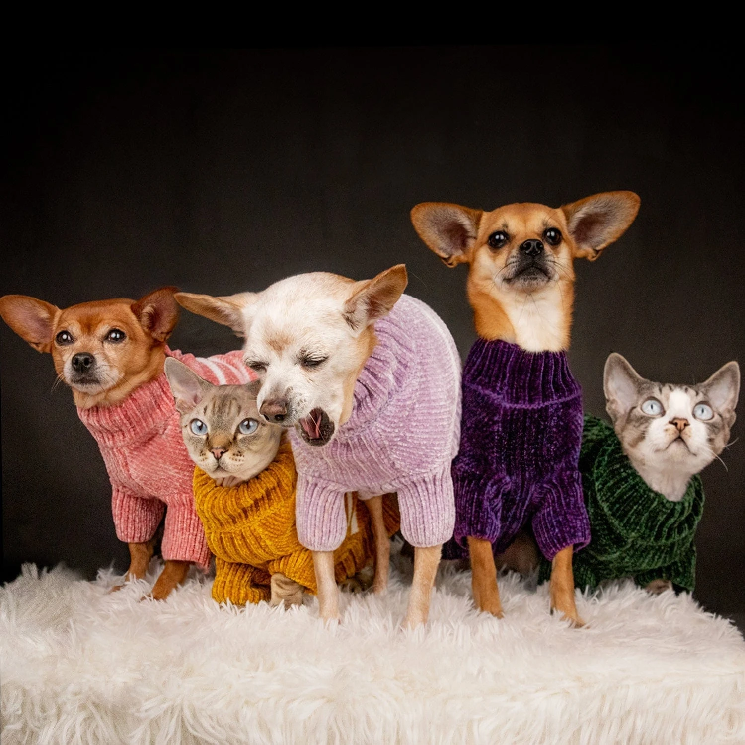 Cozy Soft Chenille Classy Striped Dog Sweater For Pets 2 Cozy Soft Chenille Classy Striped Dog Sweater For Pets - Image 2