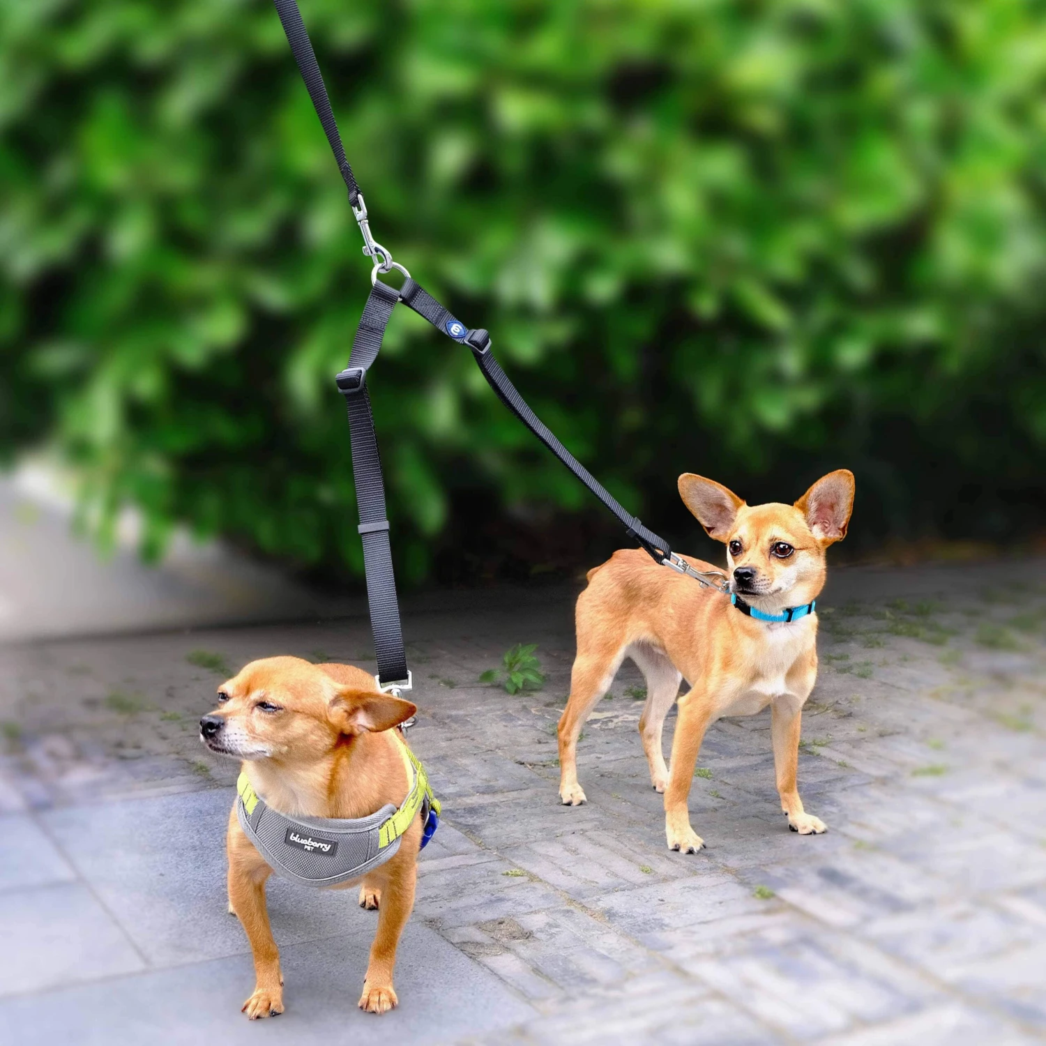 No Tangle Coupler Dog Leash For Two Dogs Walking 2 No Tangle Coupler Dog Leash For Two Dogs Walking - Image 2