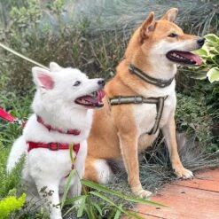 Back To Basics Reflective Step-in Dog Harness For Safety -Dog & Cat Store ebp