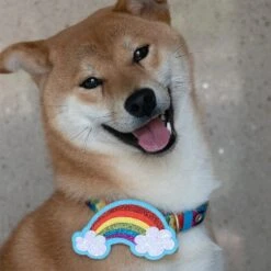 Rainbow Ripple Dream Dog Collar For Stylish Pets -Dog & Cat Store rainbow1