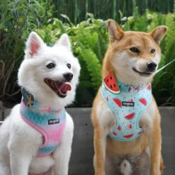 Zesty Fruit Dog Harness Vest For Warm Weather Comfort -Dog & Cat Store watermelonapolo fd8756b6 026e 4cec b71c cd428964b674